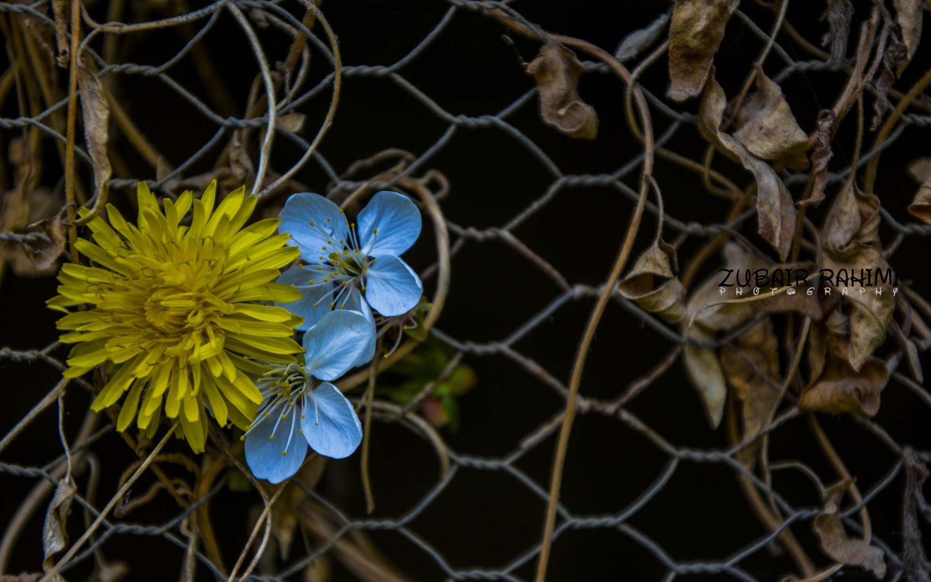 jahrgang natur zaun käfig stacheldraht gefängnis web desktop im freien scharf baum umwelt