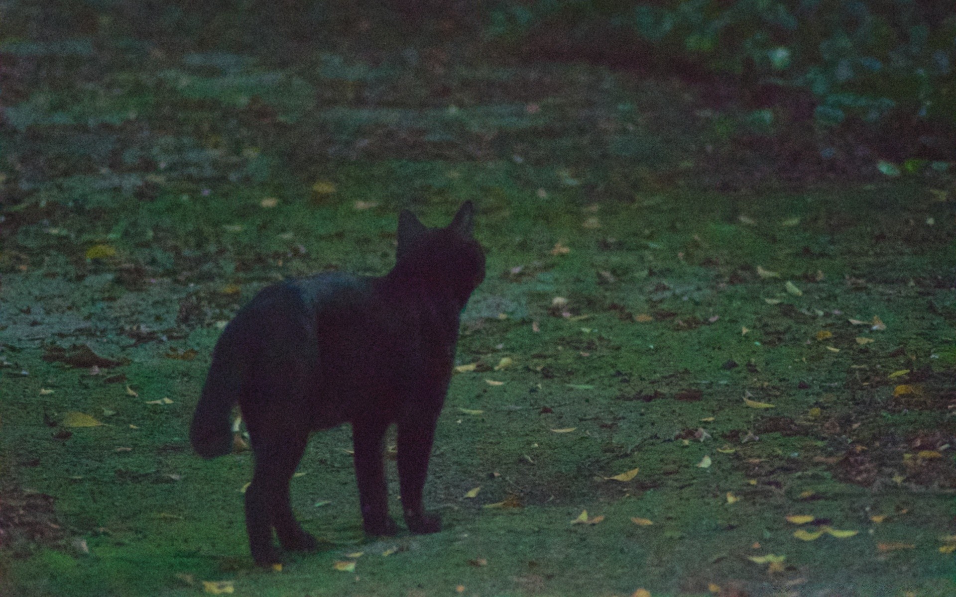 jahrgang säugetier katze ein im freien hund porträt