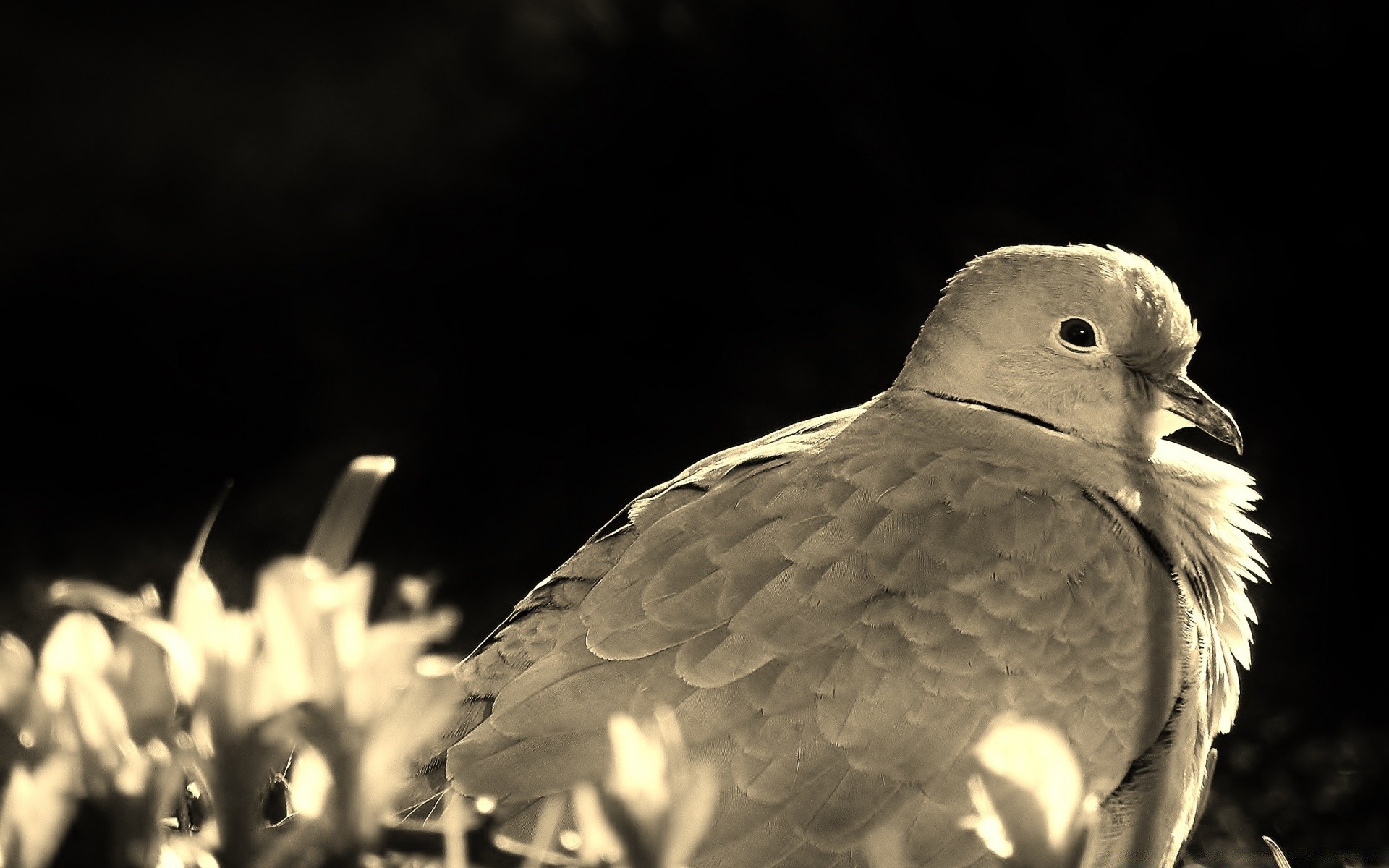 vintage oiseau la faune nature à l extérieur pigeon unique