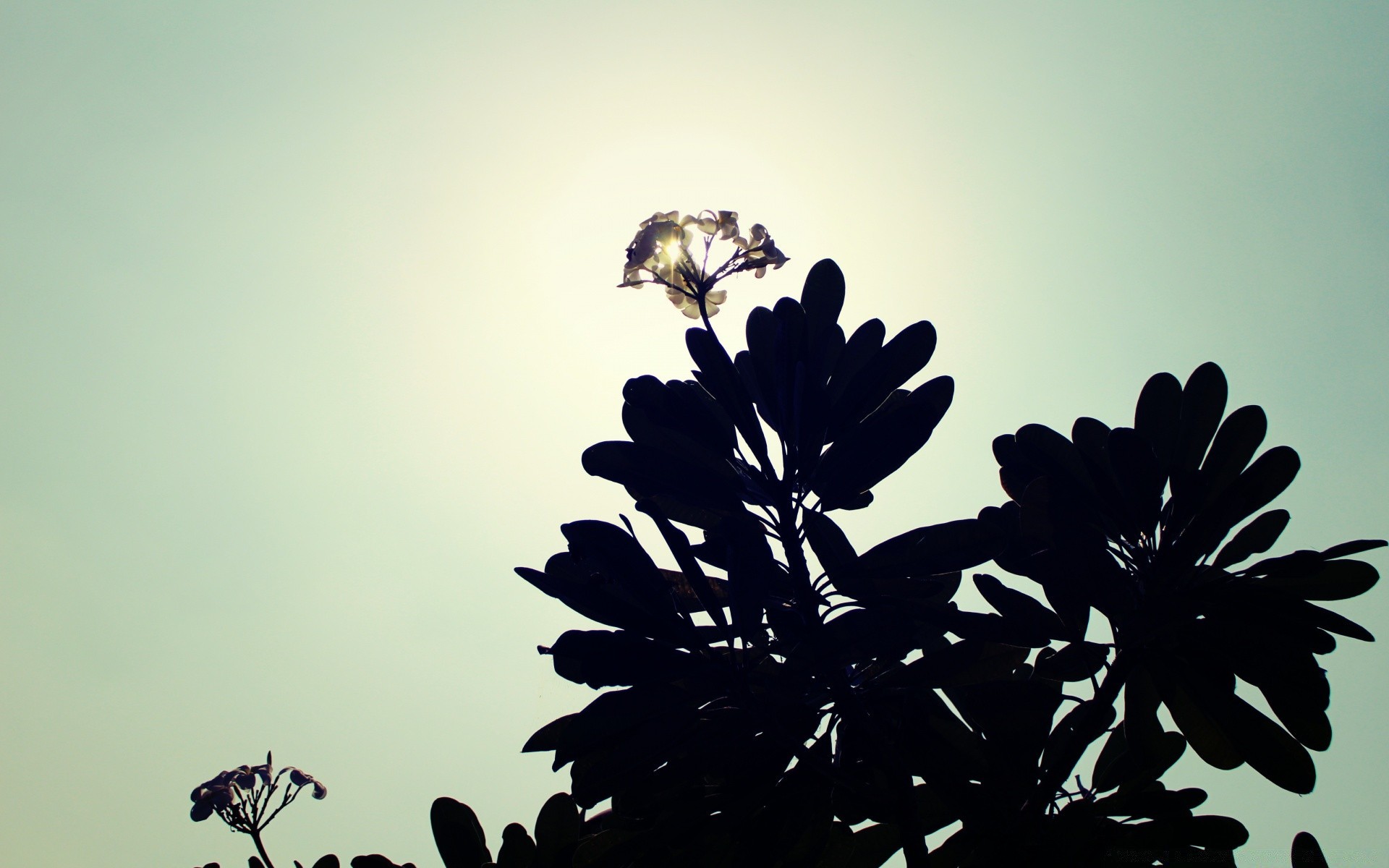 vintage nature flower sun silhouette leaf tree summer flora dawn landscape sky monochrome light sunset