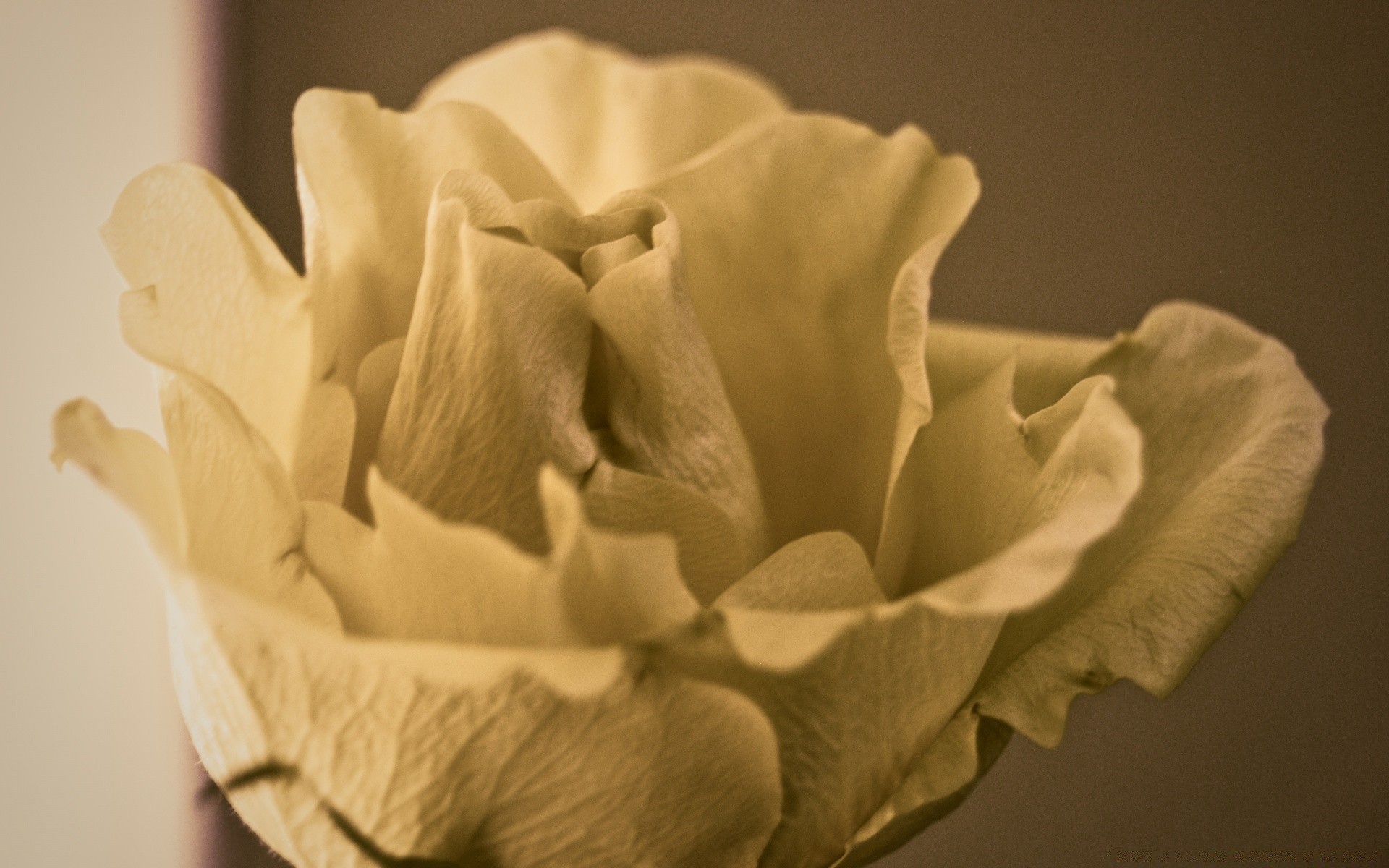 vintage nature morte fleur flou mariage unique amour monochrome nature rose à l intérieur