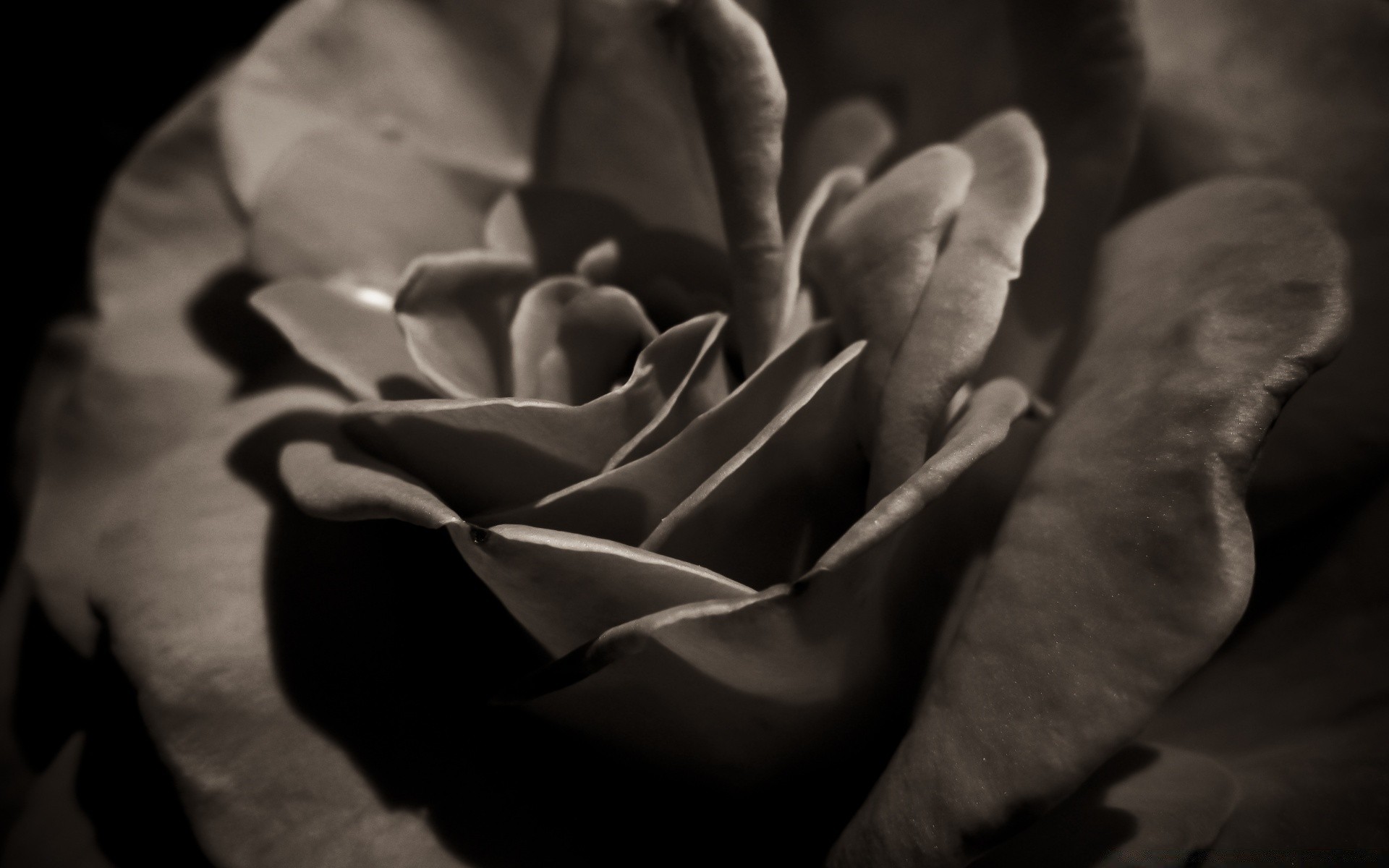 vintage monocromático amor preto e branco flor escuro natureza sombra solteiro borrado rosa casamento