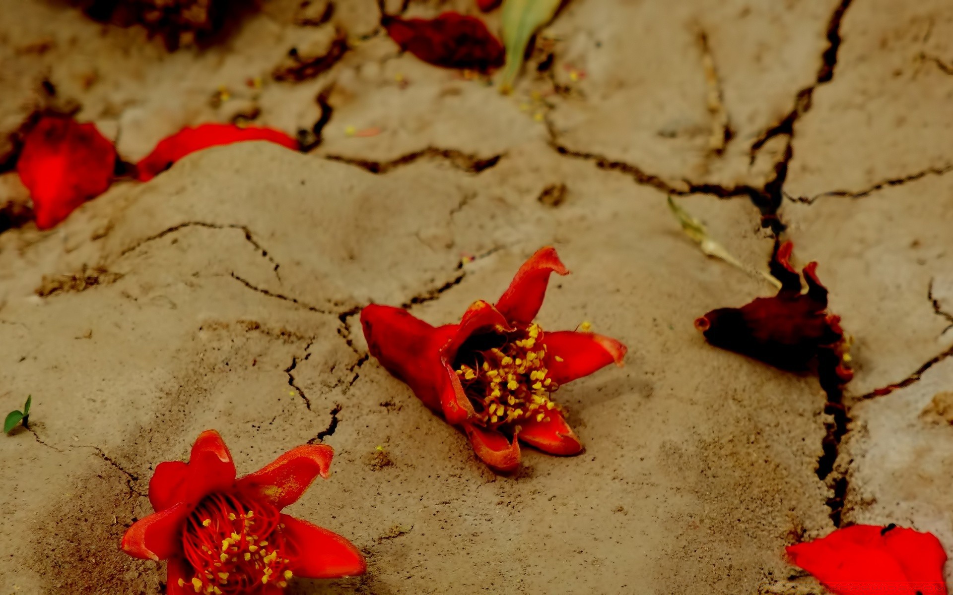 vintage natal flor ainda vida praia amor inverno areia solteiro