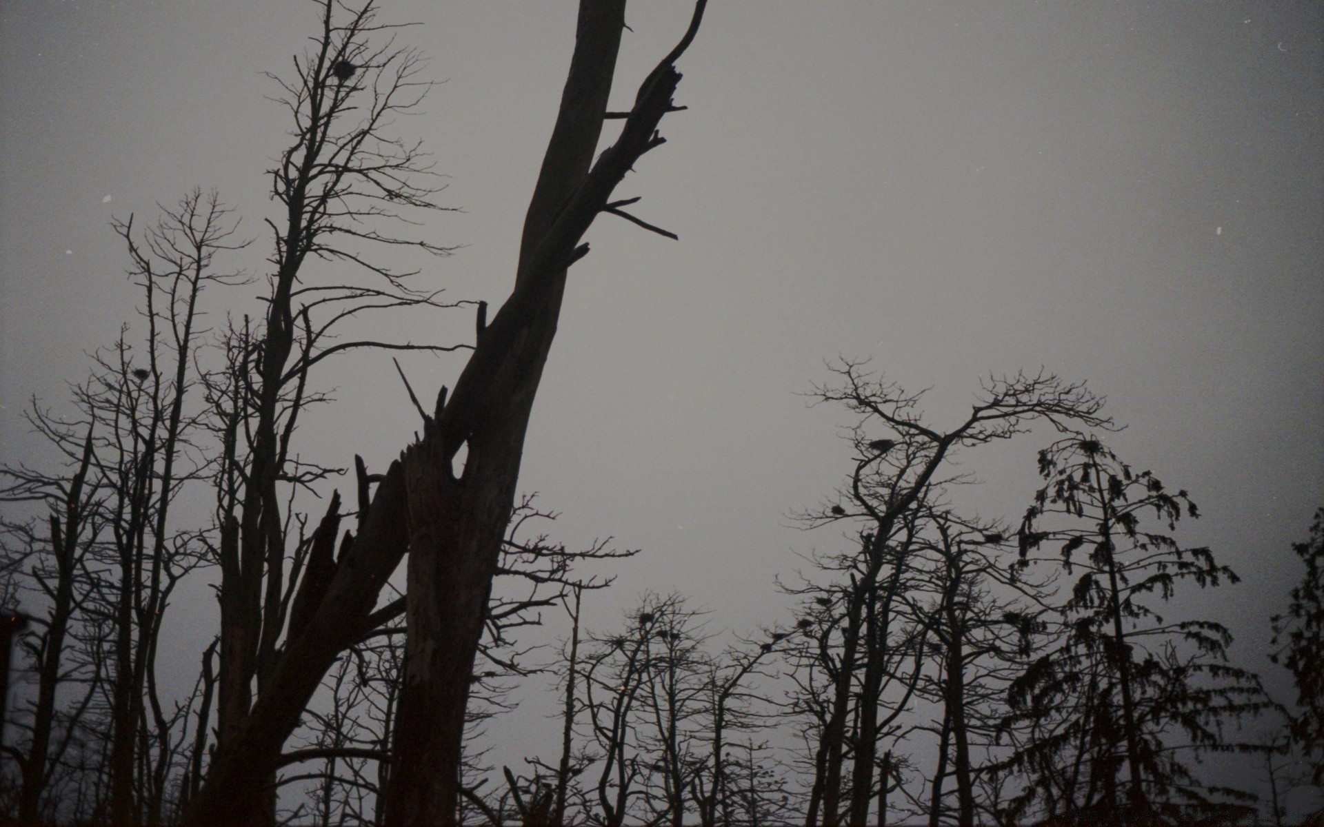 vintage árbol paisaje madera invierno naturaleza rama amanecer niebla tiempo silueta iluminado otoño medio ambiente al aire libre espeluznante luz nieve cielo