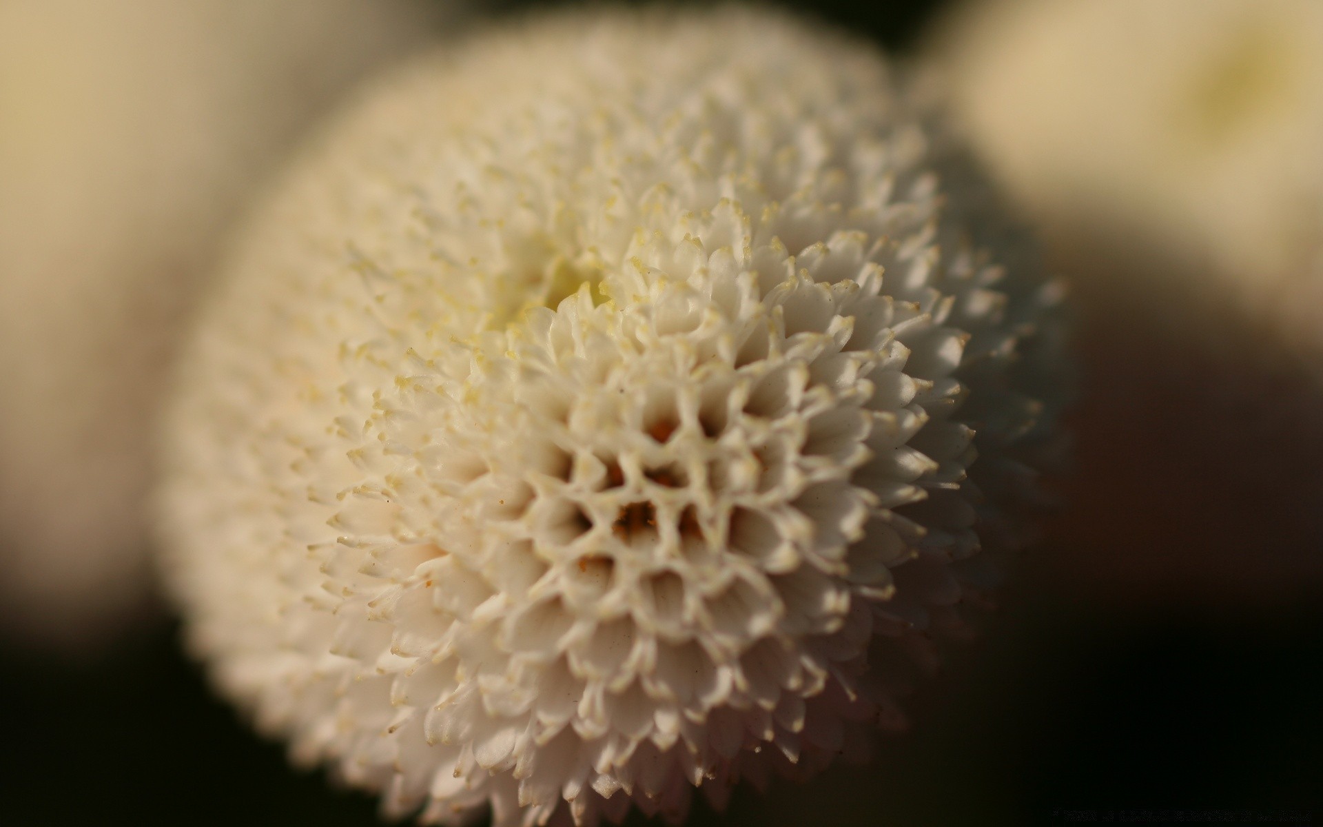 vintage naturaleza escritorio primer plano color solo desenfoque bola flor