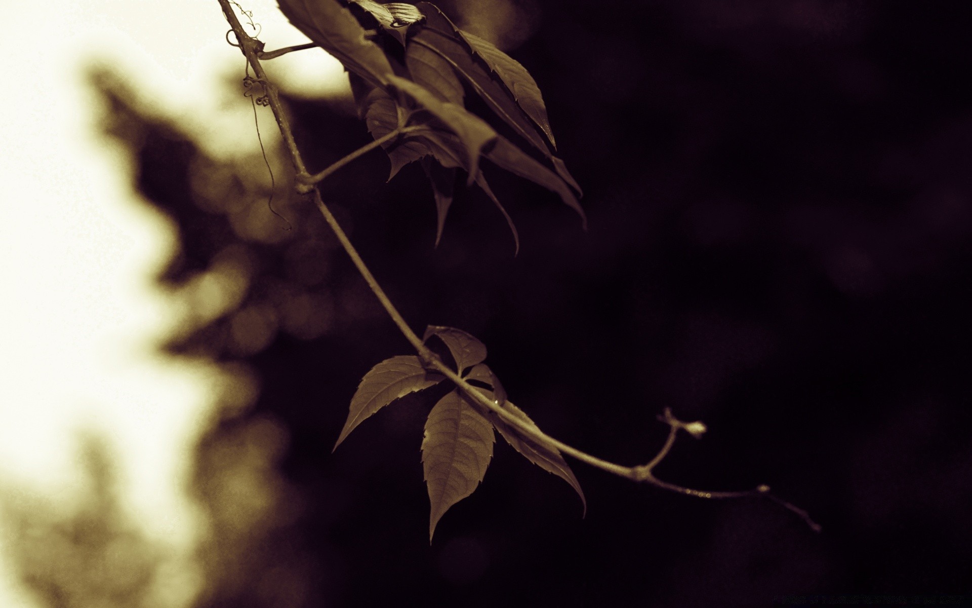 vintage foglia albero natura luce flora ramo in bianco e nero autunno giardino all aperto desktop fiore illuminato astratto silhouette