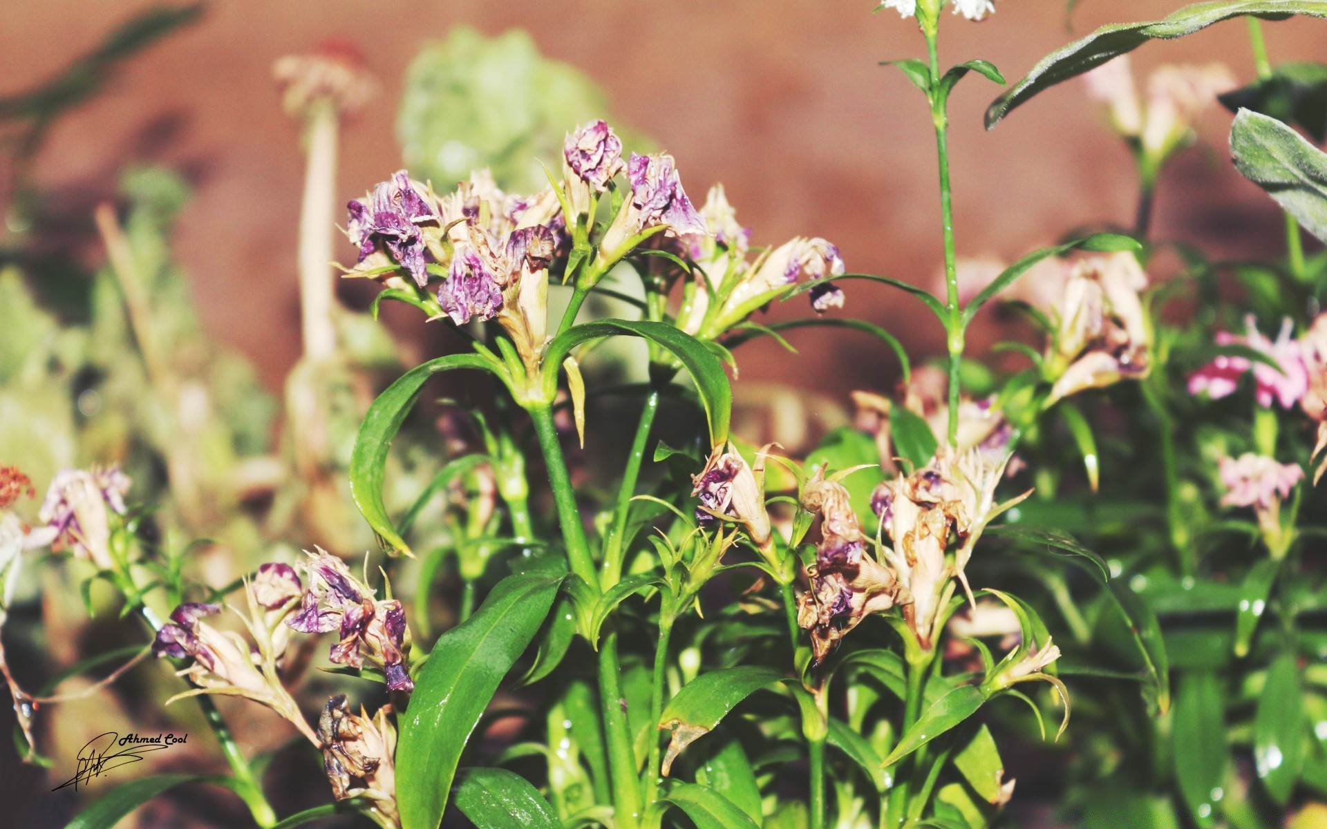 vintage flora çiçek doğa yaprak bahçe çiçek yaz çiçeklenme renk sezon yakın çekim alan büyüme petal parlak küme bitkisel otlar