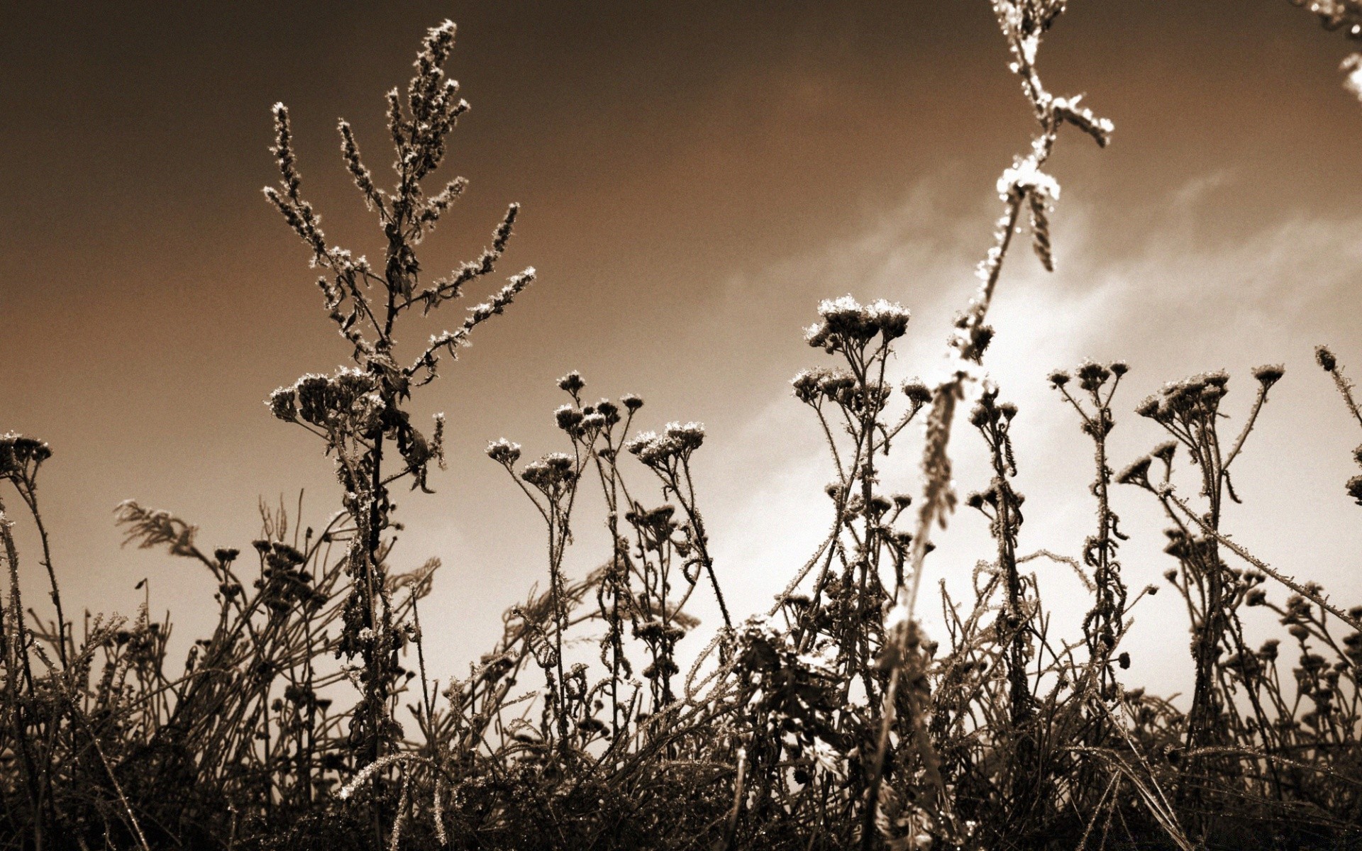 vintage natura kwiat drzewo flora liść niebo na zewnątrz monochromatyczny