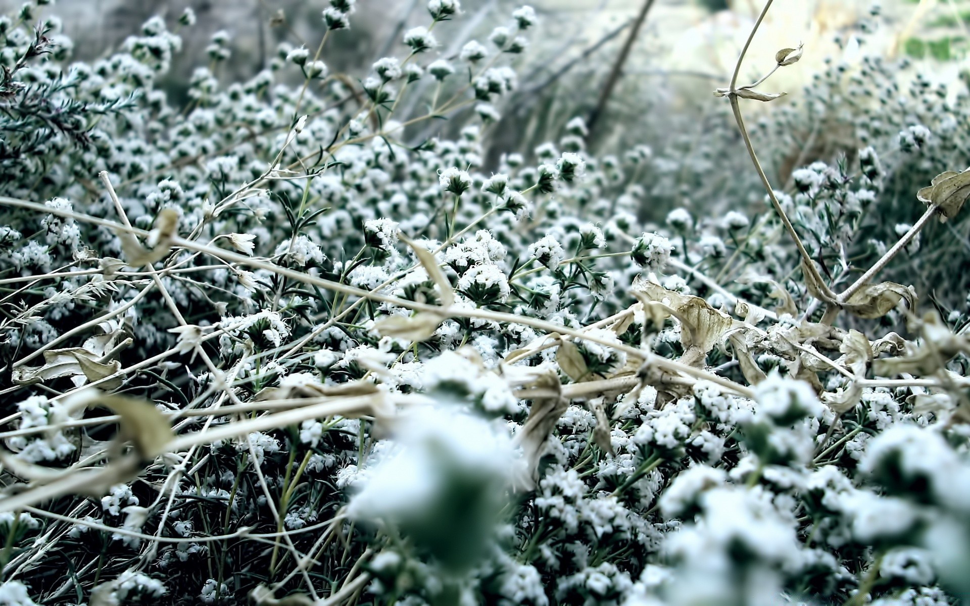 jahrgang frost natur winter kälte jahreszeit im freien schnee flora frostig gefroren baum wetter kristall holz zweig blatt desktop schließen eis