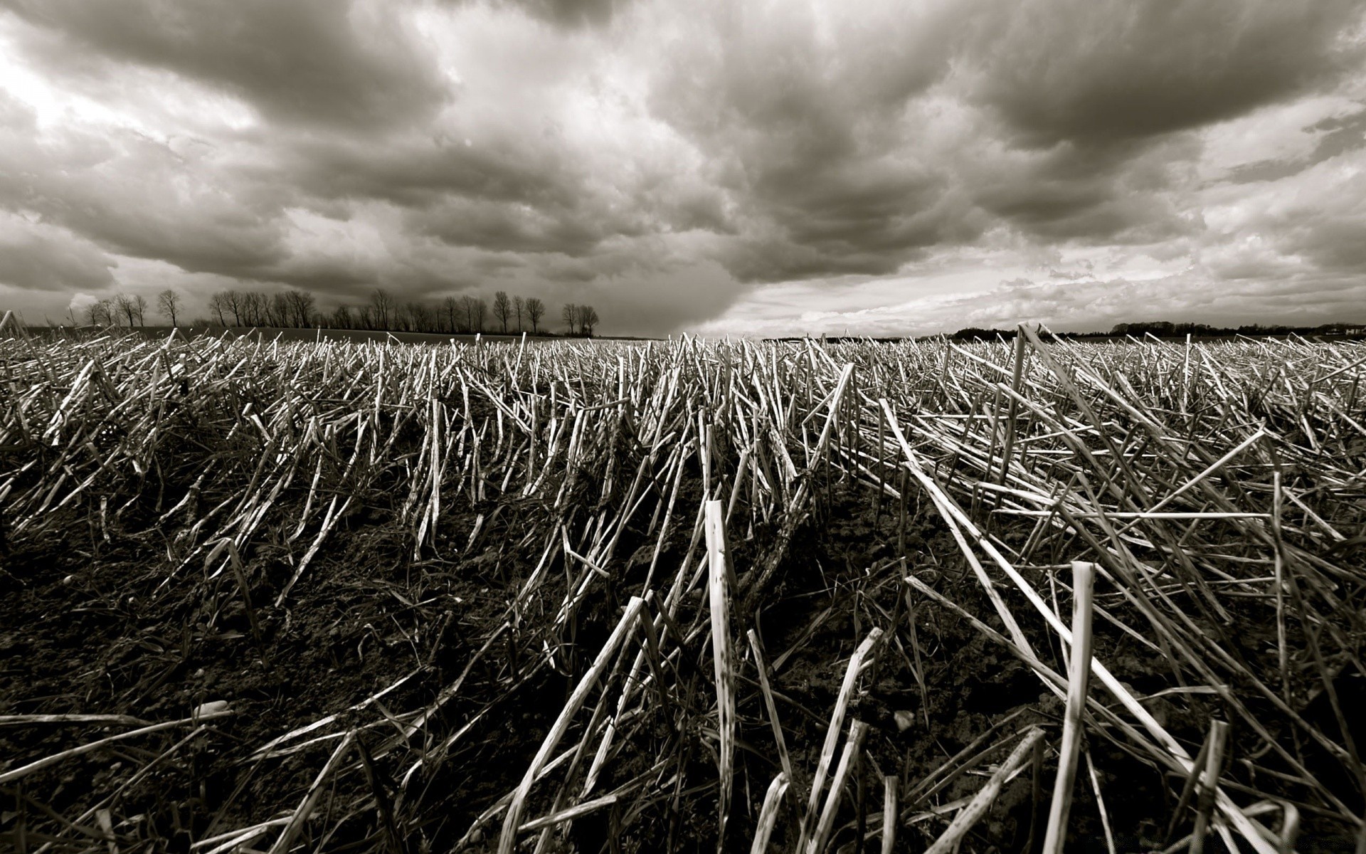 vintage monocromático paisagem natureza campo flocos preto e branco céu grama nuvem tempestade fazenda outono palha agricultura árvore