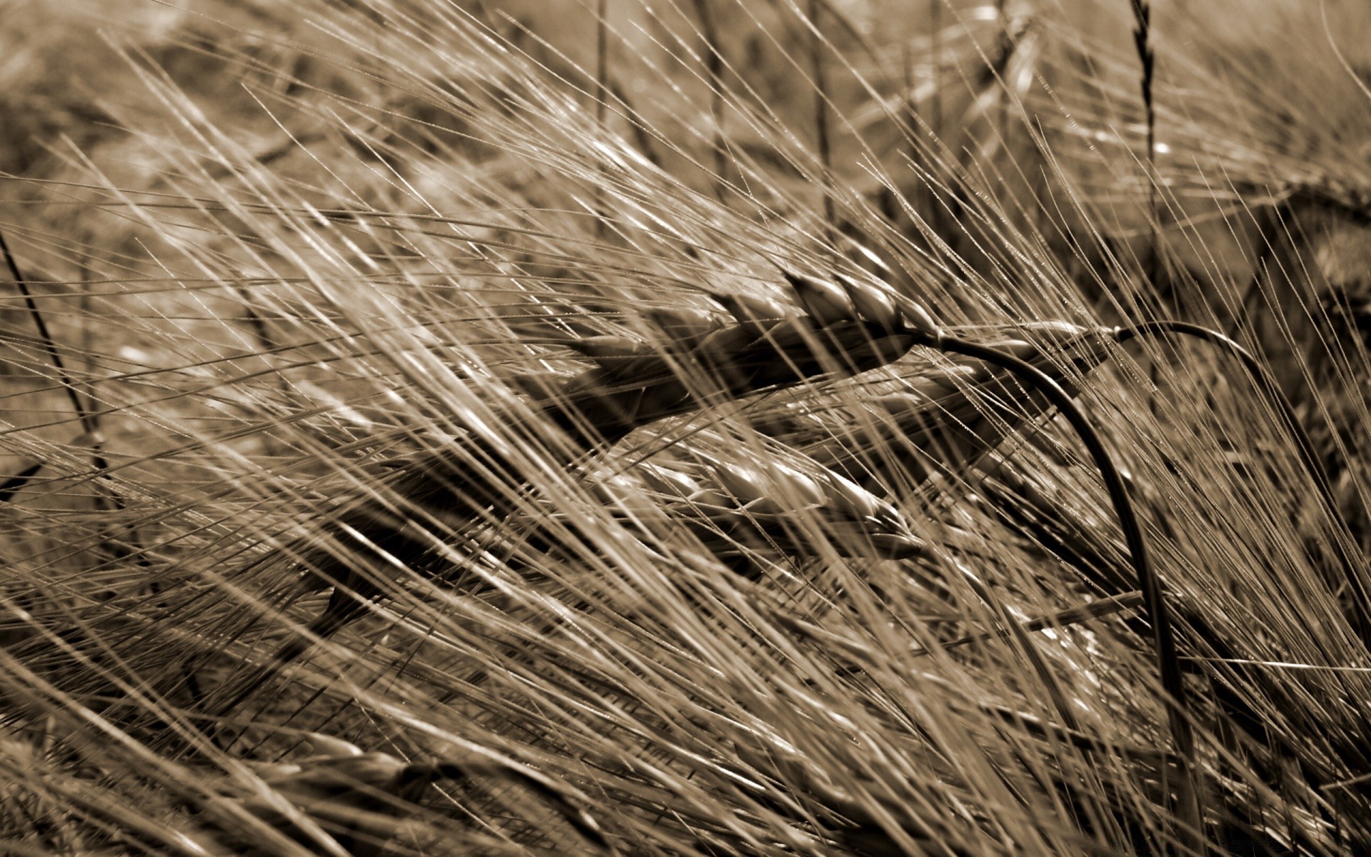 jahrgang weizen flocken stroh ernte weide gold des ländlichen raumes gras natur feld heu mais monochrom landwirtschaft bauernhof roggen brot trocken flora