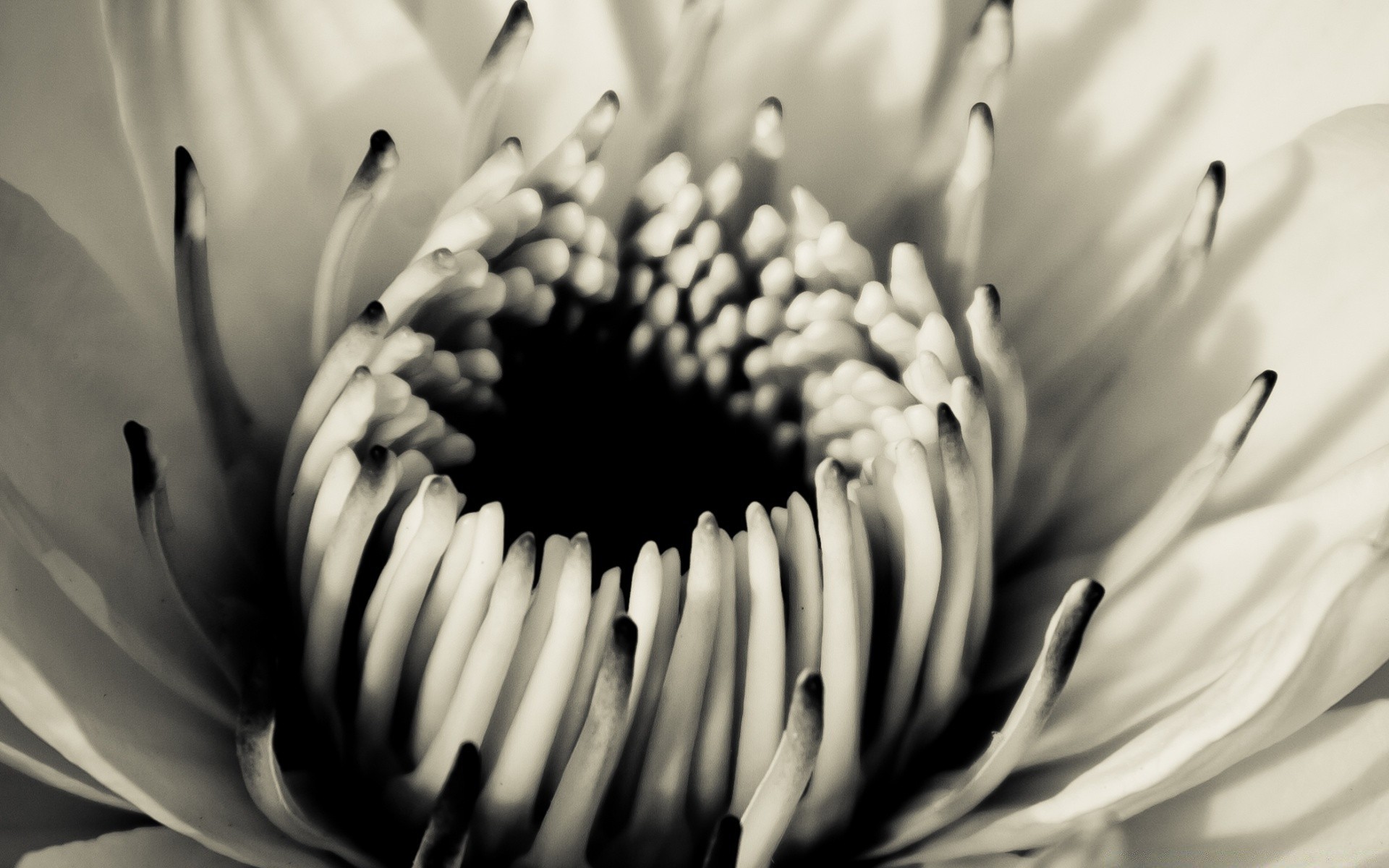 vintage flor monocromo naturaleza flora blanco y negro jardín hoja pétalo amor dof bluming hermoso floral boda contraste verano