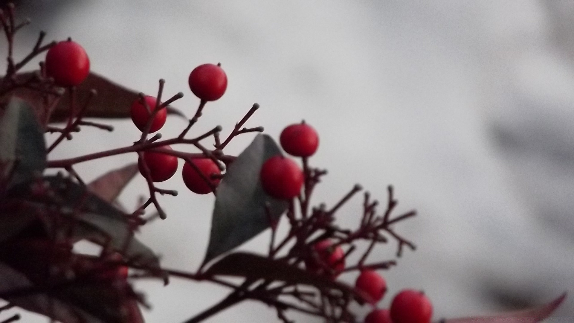 vintage hiver flou arbre branche baie fruits nature noël à l extérieur nature morte rose feuille fleur