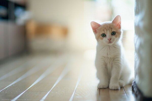 A white kitten against the wall in the house