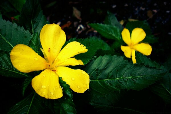 Fleurs jaunes sur les feuilles vertes