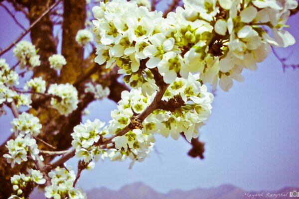 A tree blooming with white flowers