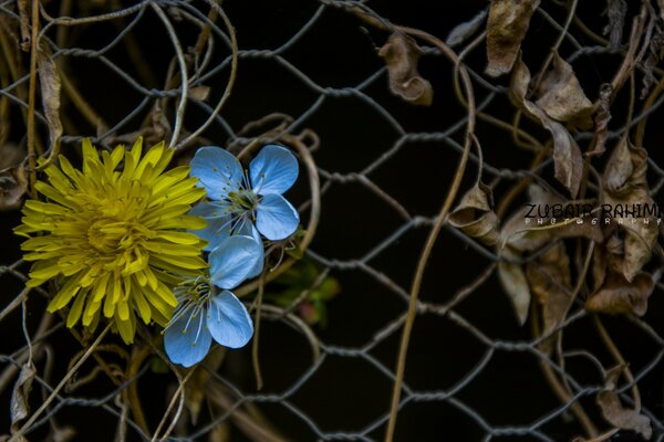 Flores en la cerca de malla de hierro