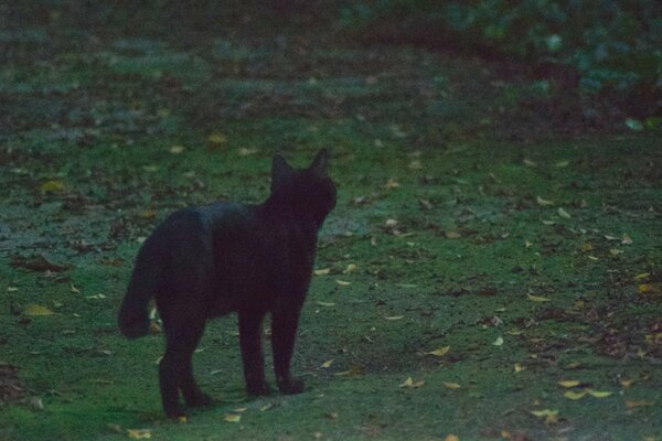 Sólo el gato negro tiene mala suerte