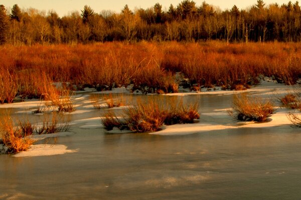 Herbstliche Waldlandschaft. Der erste Schnee im Sumpf