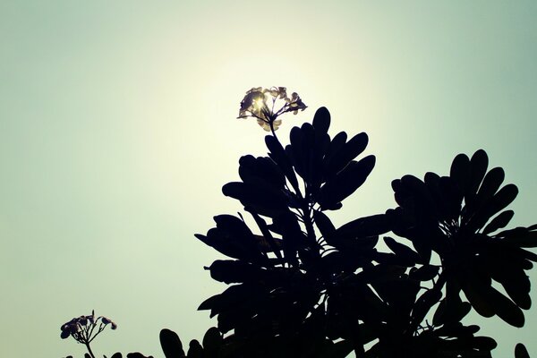 Feldblume gegen das Licht fotografiert