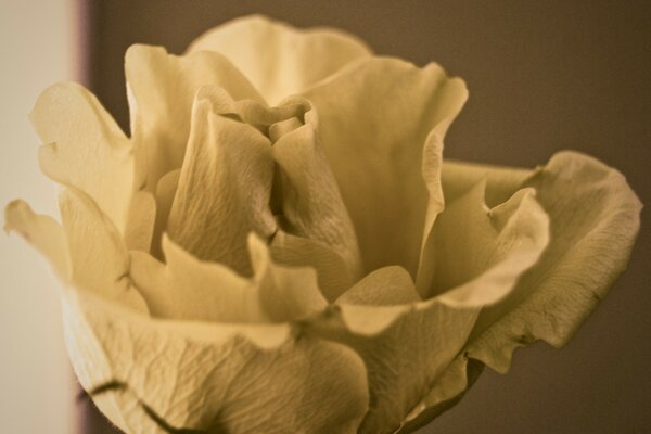 Rosa con delicados pétalos de luz