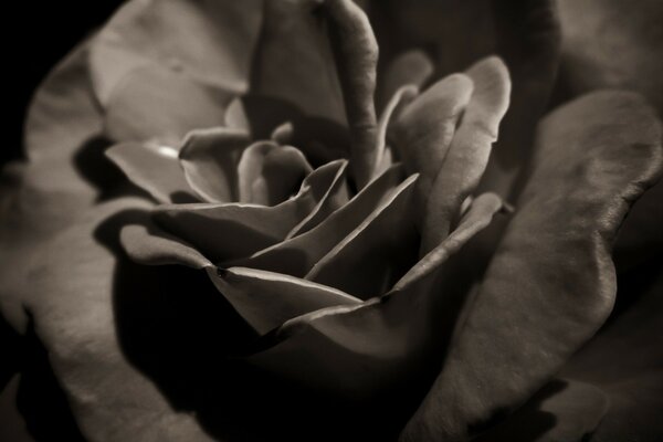 A blooming black and white flower