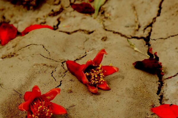 Las flores yacen en una playa de arena