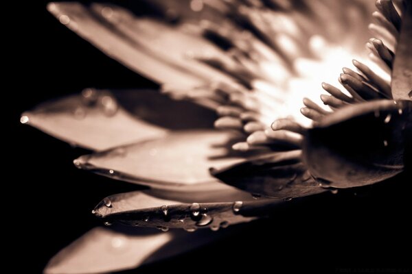 Monochrome still life: water drops on a flower