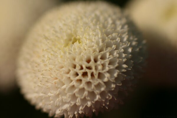 Photo of a flower with a curl plan