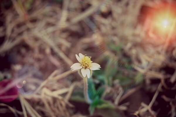 Kleine Blume auf dem Foto