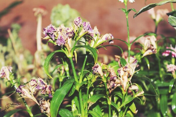 Plantas frescas aos pés