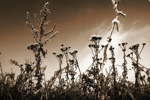 Photos of dry plants in autumn