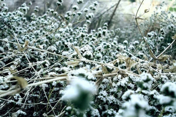 Inverno natura neve sull erba