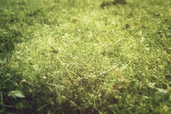 Green grass. Macro photography of the lawn