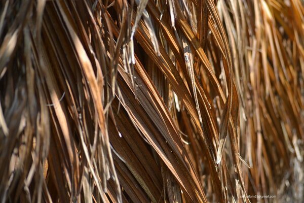 Dry grass. Hay. Straw