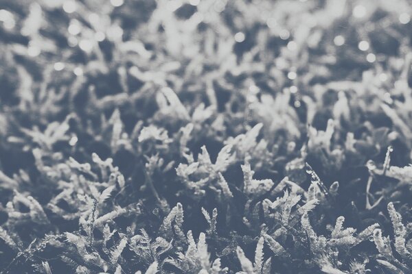 A beautiful whitish plant on the soil