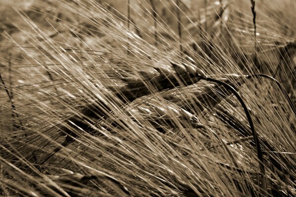 Fotografia in bianco e nero di grano maturo