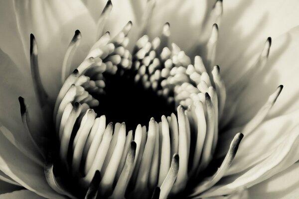 Foto Vintage del capullo de flor abierto