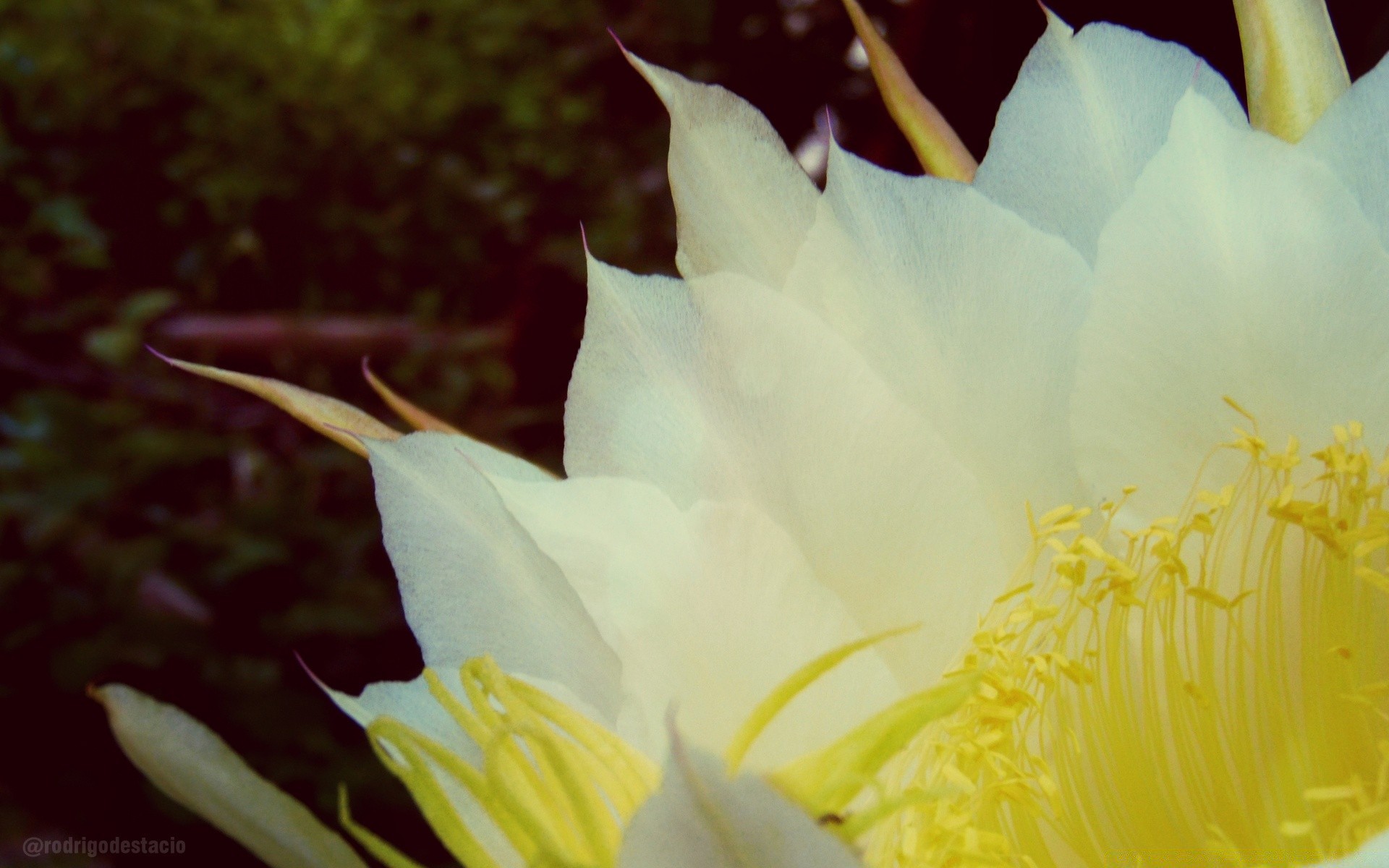 vintage flower nature flora garden leaf beautiful summer blooming bright petal color exotic floral desktop outdoors close-up tropical