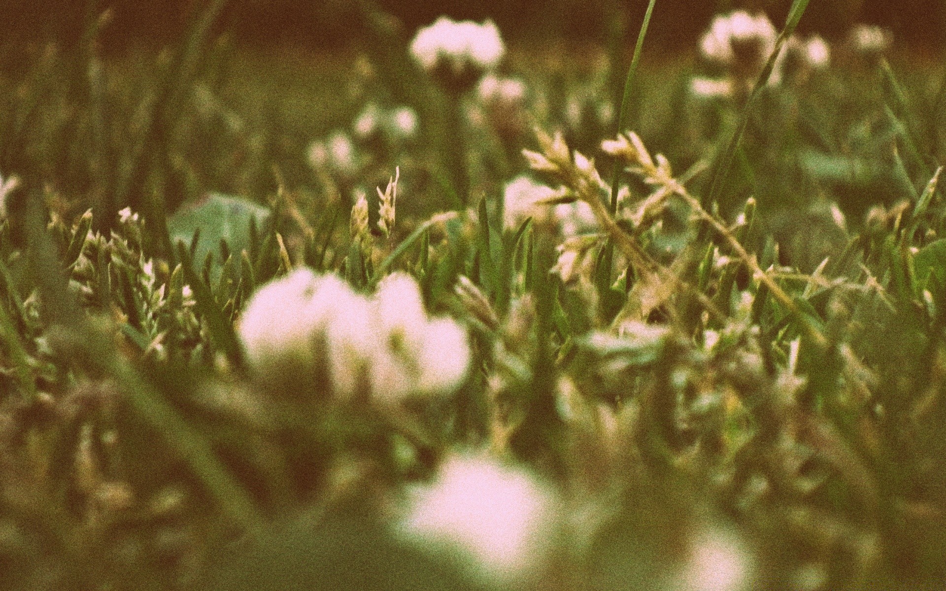 vintage flor natureza campo grama verão flora feno sol ao ar livre borrão bom tempo jardim close-up cor pastagem temporada crescimento folha paisagem