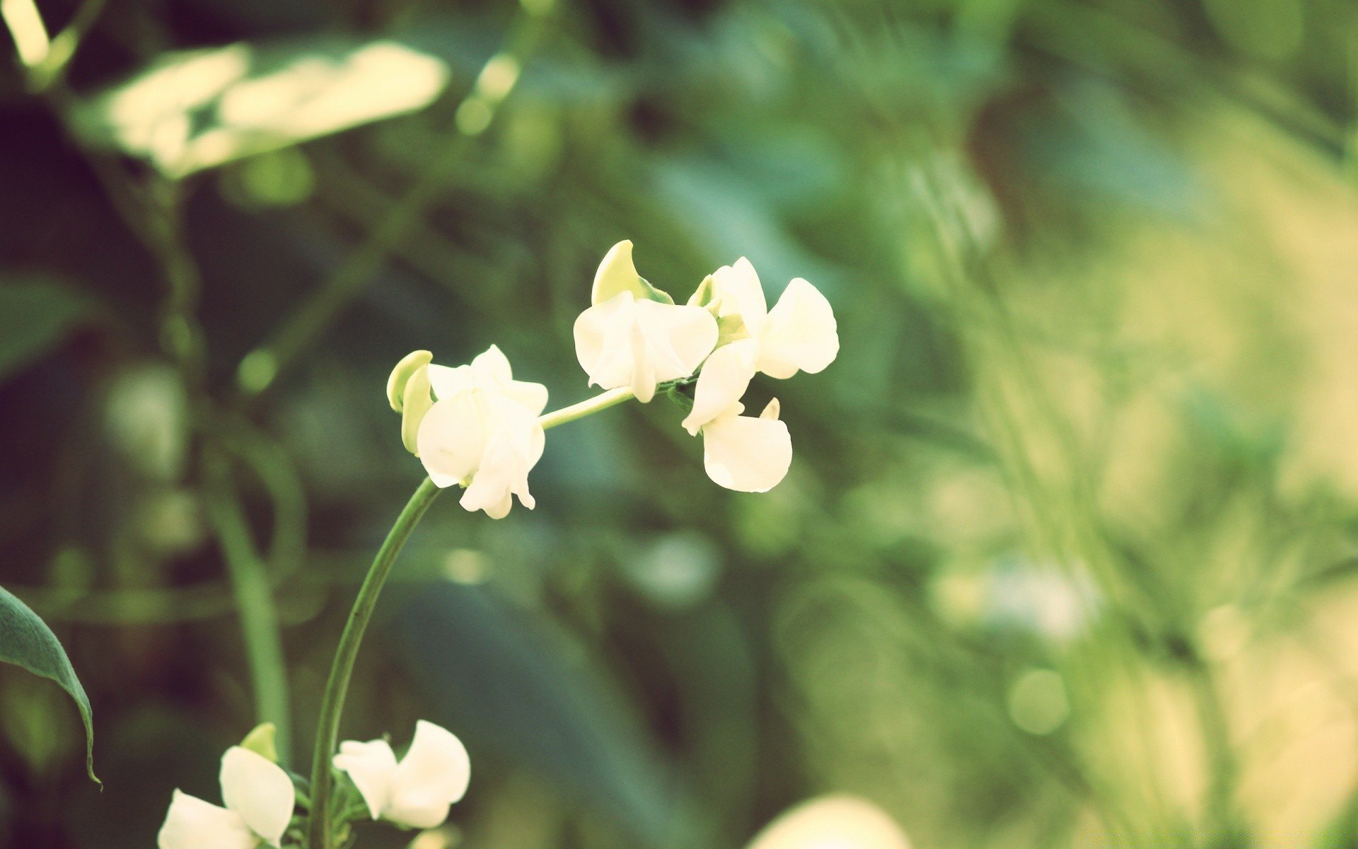 vintage natura fiore flora foglia estate giardino crescita vivid bloom bel tempo floreale di colore all aperto close-up campo erba petalo stagione