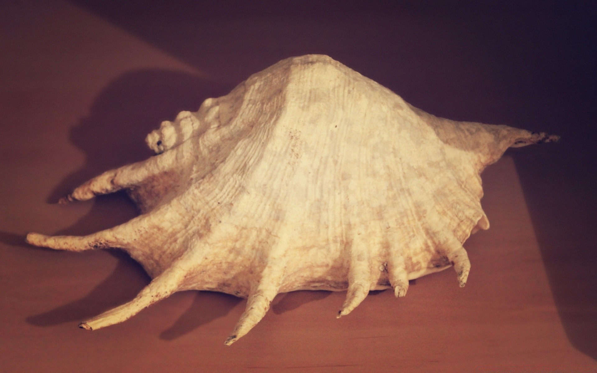 vintage nature invertebrate one still life seashore shell