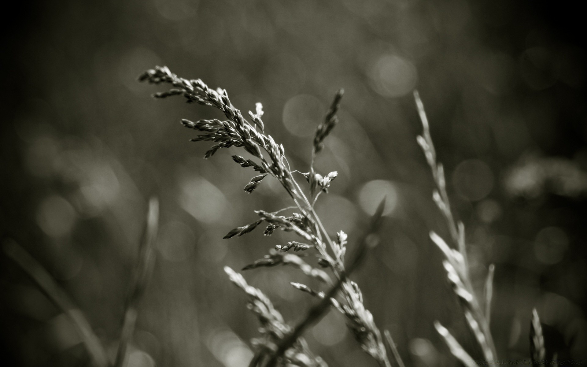 vintage monocromático natureza folha dof flora amanhecer crescimento flor sol borrão ao ar livre grama inverno outono verão