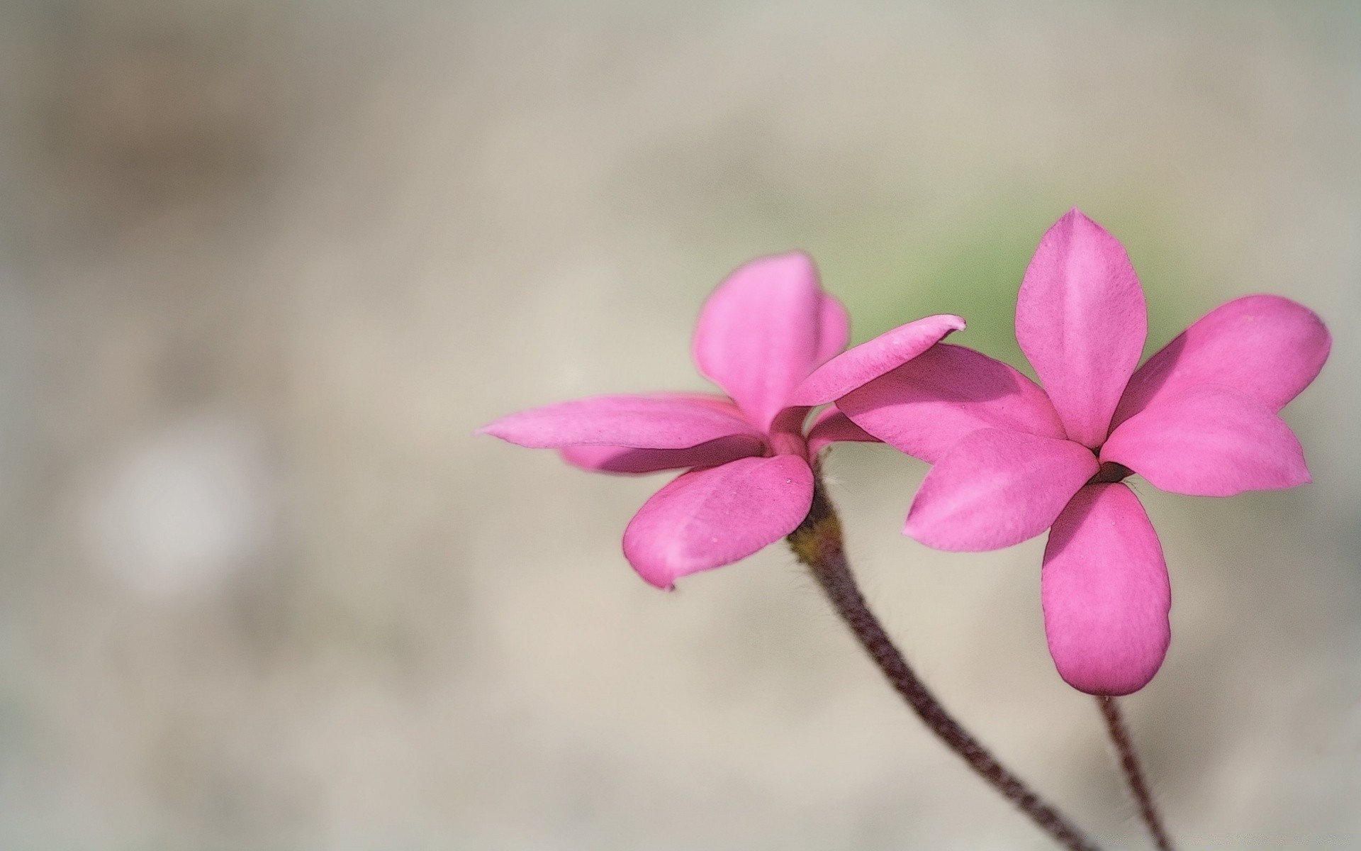 विंटेज प्रकृति फूल वनस्पति उज्ज्वल पत्ती सुंदर