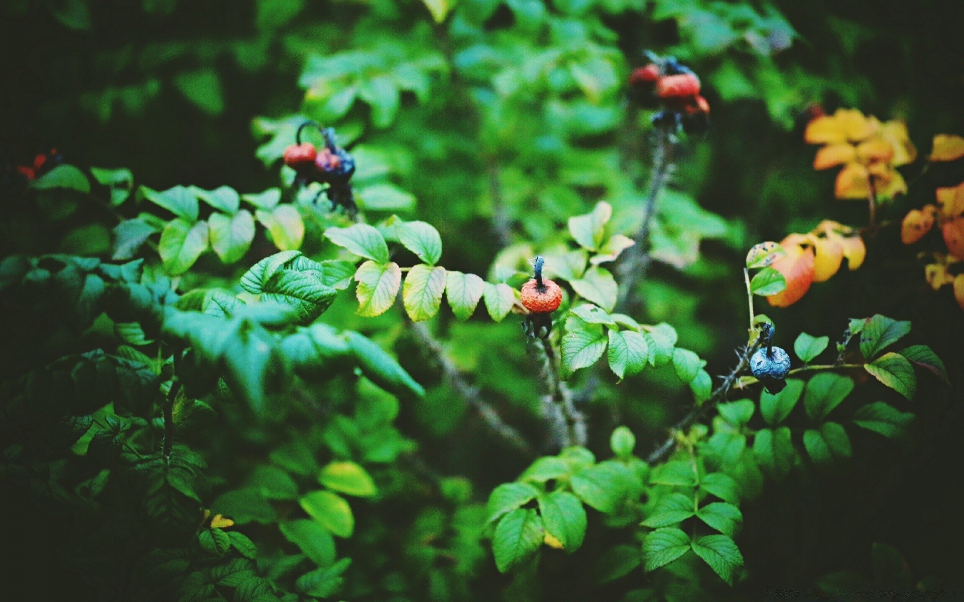 foglia vintage natura flora all aperto albero giardino estate frutta fiore parco colore ramo crescita