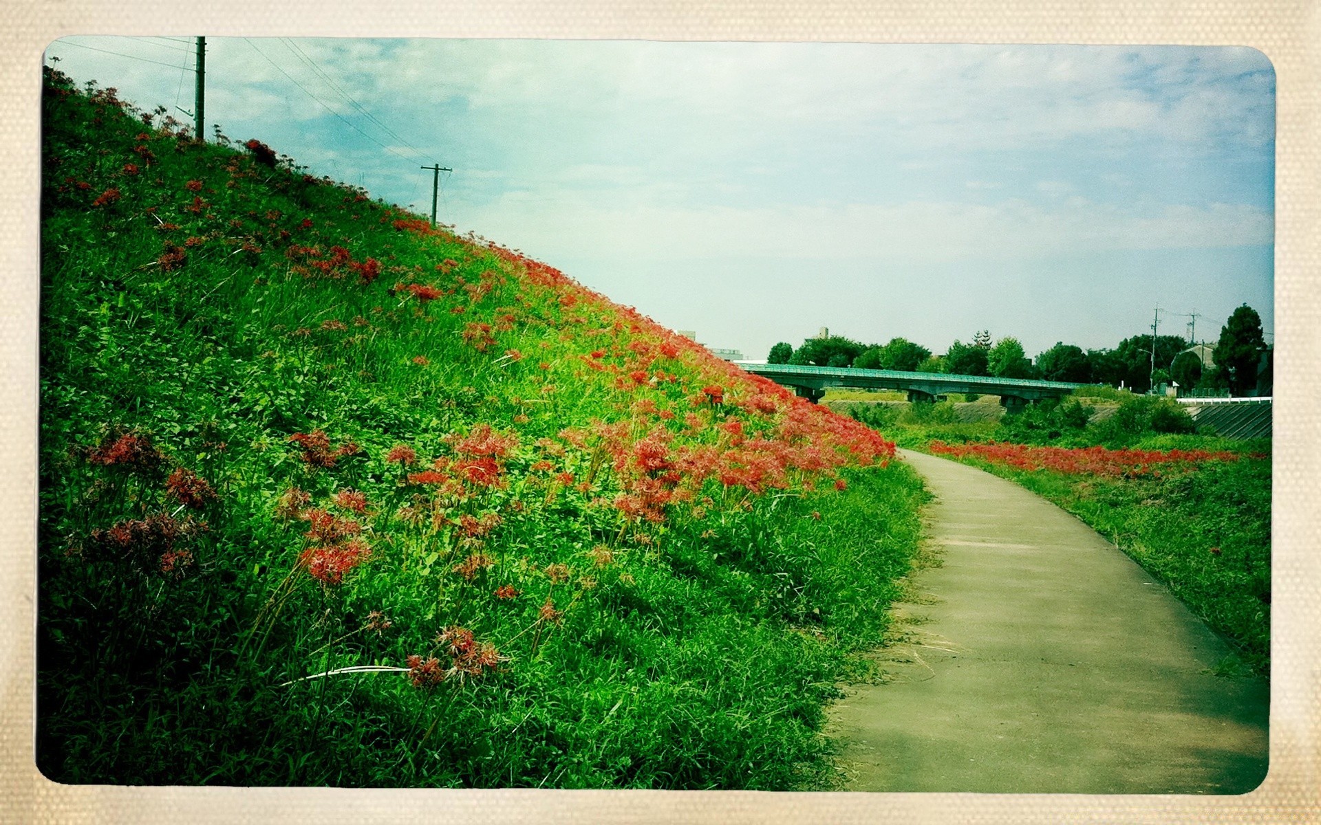 vintage landscape tree nature field grass country flower flora rural summer garden hayfield countryside season park agriculture leaf environment farm