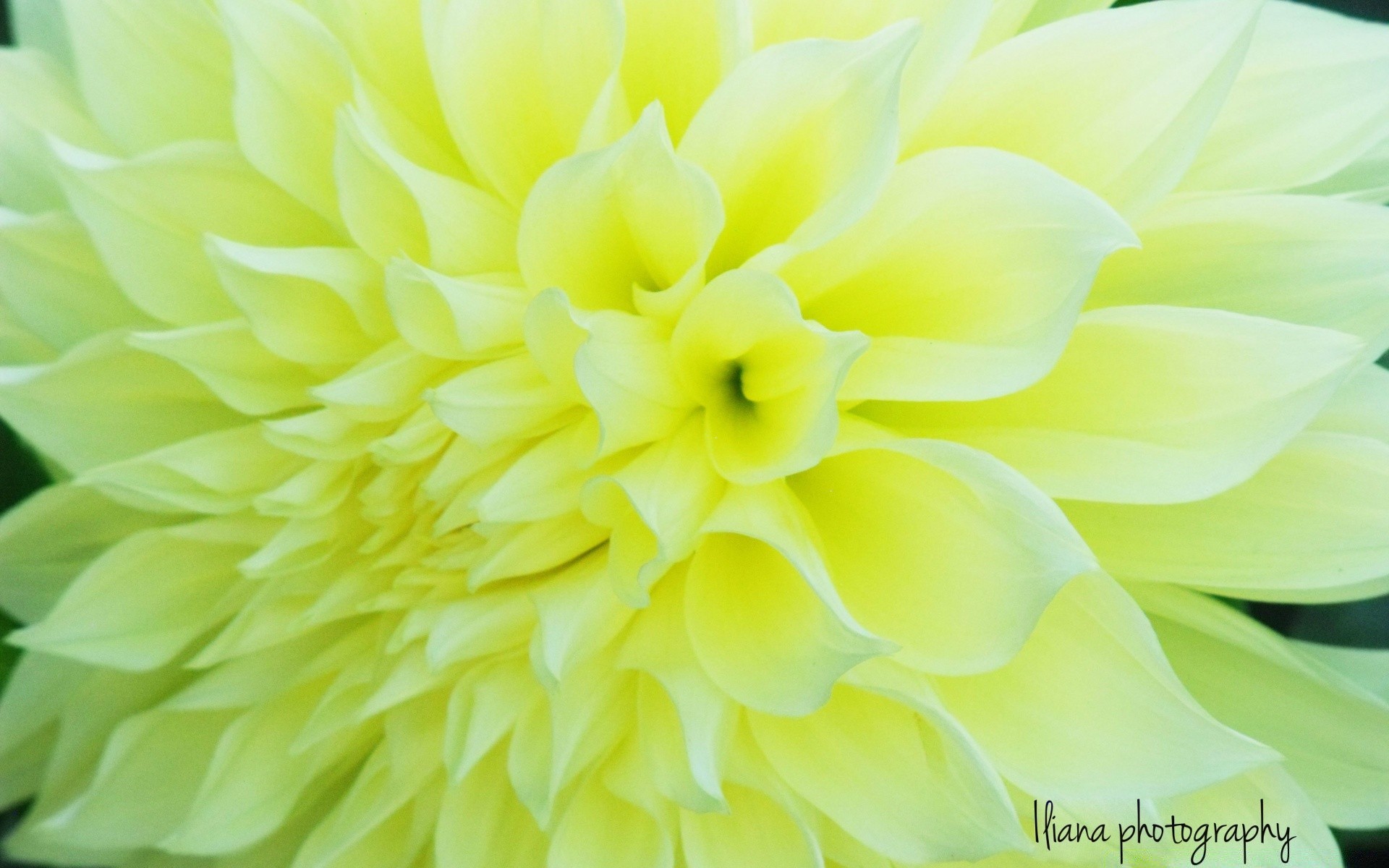 jahrgang natur blume dahlia hell flora sommer blatt blütenblatt farbe sanft schön blühen blumen garten wachstum schließen