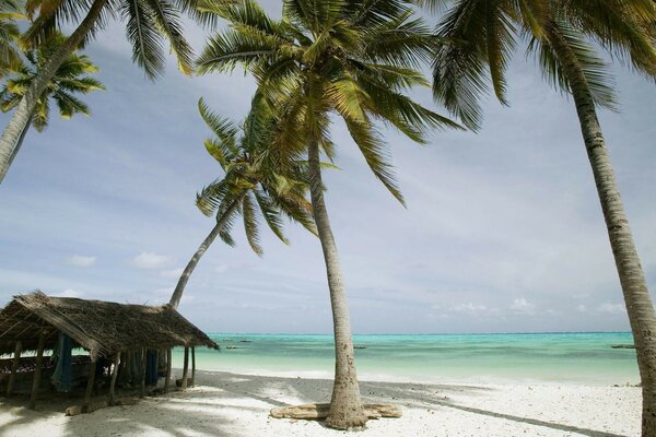 Beach with palm trees and bungalows