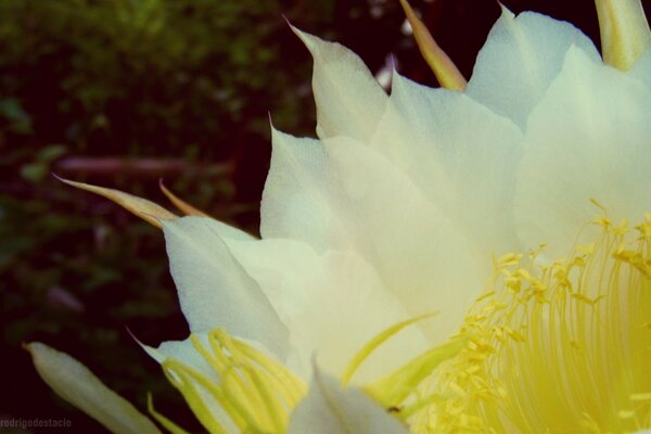 Farbe wie ein geschwollener Blumenstrauß