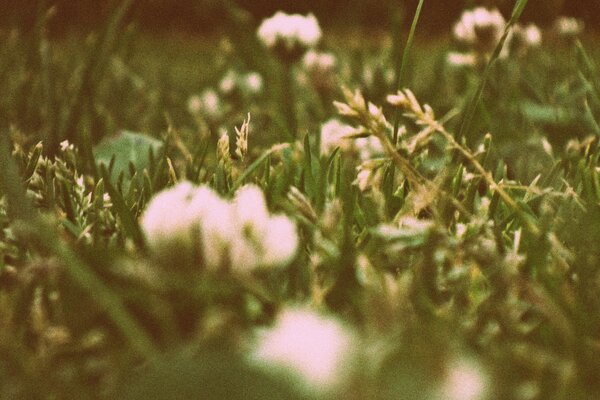 Blumen und Gras auf dem Feld